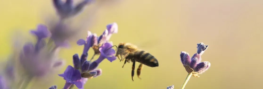 Abeja