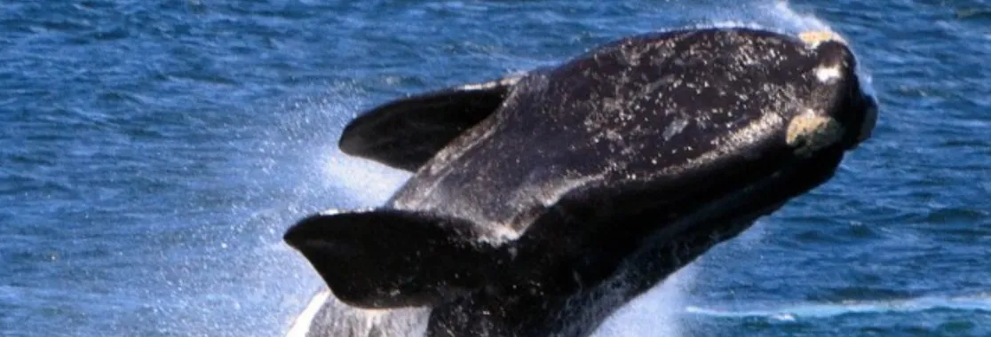 Ballena Franca