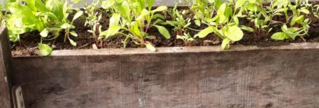 Huerta en casa Huerta en casa